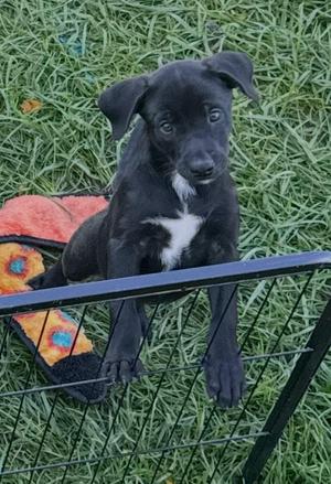 Black puppy with white chest sitting on grass behind a wire fence