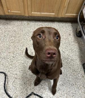 Tootsie Pop, Mixed Breed, young, available for adoption