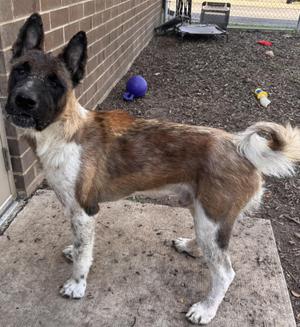A brown and white dog standing on a concrete surface, with a brick wall and a purple ball in the background.