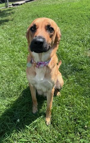 Freya, Mixed Breed, young, available for adoption