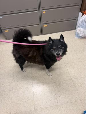 Dakota, Pomsky, senior, available for adoption