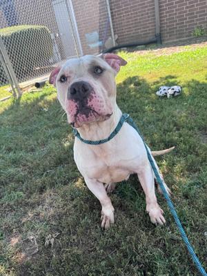 A white dog with a blue leash sitting on grass