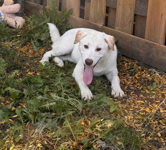 Bee, Akita, puppy, available for adoption