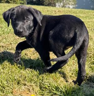 Royal Purple, Mixed Breed, puppy, available for adoption