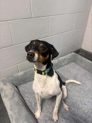 a small black and white dog with brown markings on its face and ears, wearing a green collar, sitting on a gray cushioned surface in front of a white brick wall