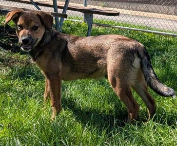Freddy, Australian Cattle Dog / Blue Heeler / French Bulldog, puppy, available for adoption