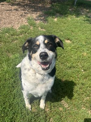 Patches, Mixed Breed, adult, available for adoption