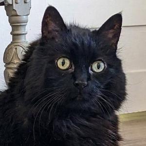 Kitty, senior, available for adoption