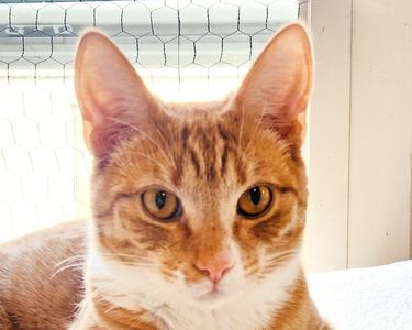 Xena, young, available for adoption