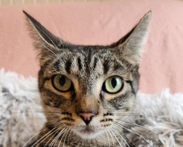 Chloe, adult, available for adoption