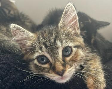A close-up of a tabby kitten with large, expressive eyes, looking directly at the camera. The kitten has a mix of brown, black, and white fur, with distinct stripes on its forehead and around its eyes. Its ears are perked up, and its whiskers are prominent. The background is slightly blurred, showing another cat or kitten in the background.
