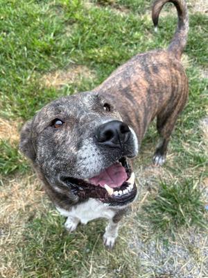 A brindle and white dog with a black nose and a pink tongue, looking up at the camera with its mouth open, standing on grass.
