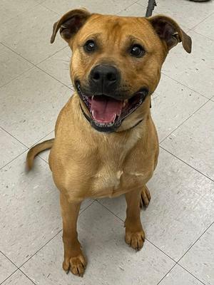 Freddie, Terrier, adult, available for adoption