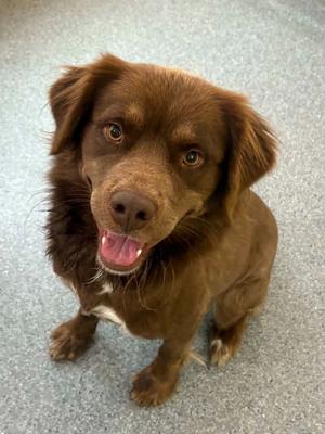 Everest, Australian Shepherd, adult, available for adoption