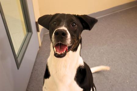 Luna, Labrador Retriever / Pit Bull Terrier, adult, available for adoption