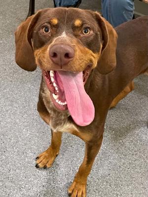 Coco, Hound, adult, available for adoption