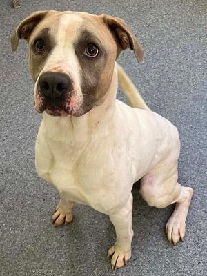 Rambo, Pit Bull Terrier, adult, available for adoption