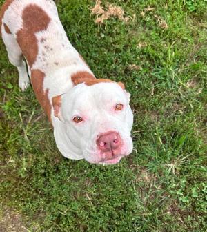 Nadja, Pit Bull Terrier, adult, available for adoption