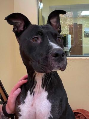 June, Pit Bull Terrier, adult, available for adoption