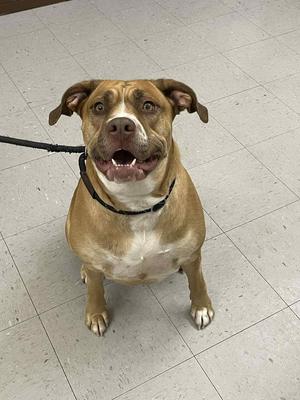 A tan and white pit bull dog with its mouth open sits on a tiled floor, looking up.