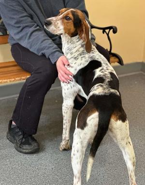 Dottie, Treeing Walker Coonhound, adult, available for adoption