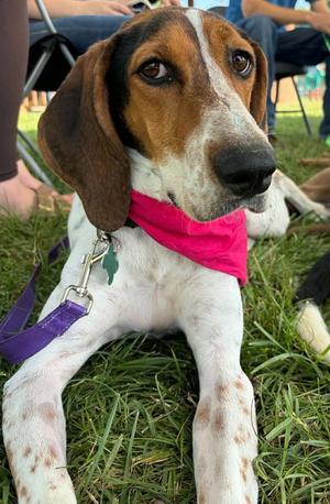 Dottie, Treeing Walker Coonhound, adult, available for adoption