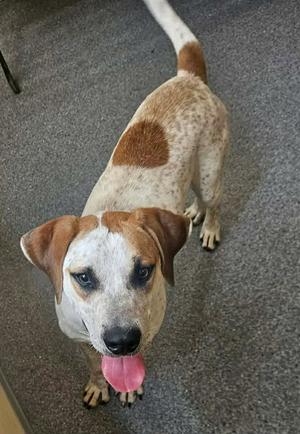A brown and white dog with a pink tongue sticking out, standing on a carpeted floor.