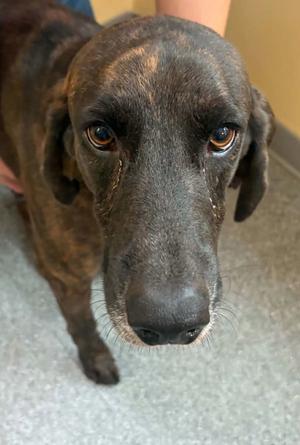 Hank, Plott Hound, adult, available for adoption