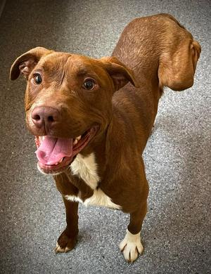 Lil' Bit, Terrier, adult, available for adoption