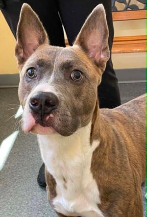 Dozer, Pit Bull Terrier, adult, available for adoption