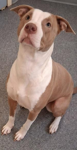 A brown and white pit bull terrier sitting on a gray carpet, looking up with a curious expression.