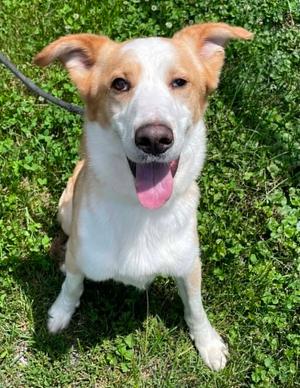 Archie, Shepherd / Husky, adult, available for adoption