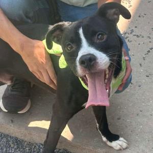 Maverick, Pit Bull Terrier, adult, available for adoption