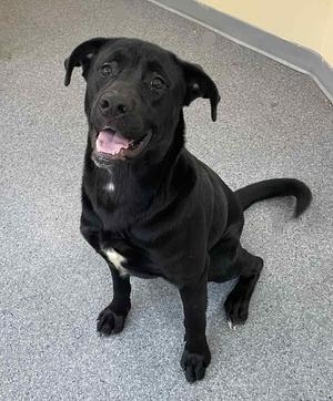 Malachi, Terrier, adult, available for adoption