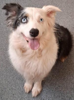 Jennie, Australian Shepherd, adult, available for adoption