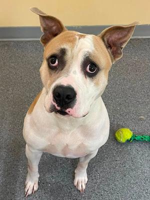 Butch, Pit Bull Terrier, adult, available for adoption