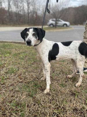 Alice, Hound, adult, available for adoption