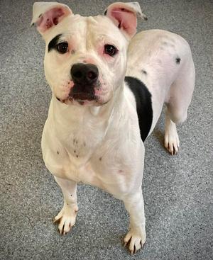 Georgia, Pit Bull Terrier, adult, available for adoption