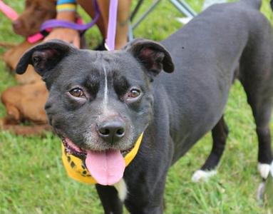 Frog, Pit Bull Terrier, adult, available for adoption