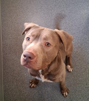 A brown pitbull dog looking up at the camera with its ears perked up.