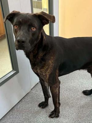 Myers, Pit Bull Terrier, adult, available for adoption