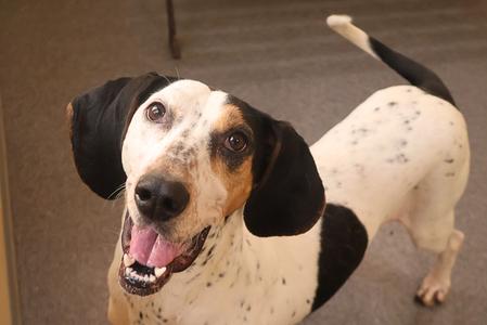 Missy, Bluetick Coonhound, adult, available for adoption