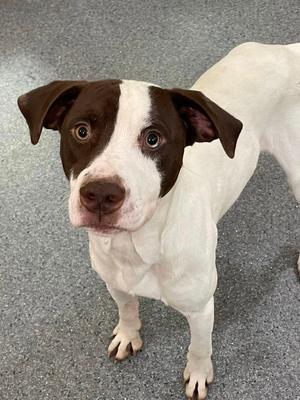 Charlie, Hound / Labrador Retriever, adult, available for adoption
