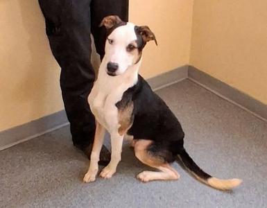 Milo, Terrier, adult, available for adoption