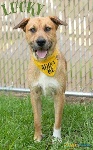 Lucky, Terrier / Mixed Breed, adult, available for adoption