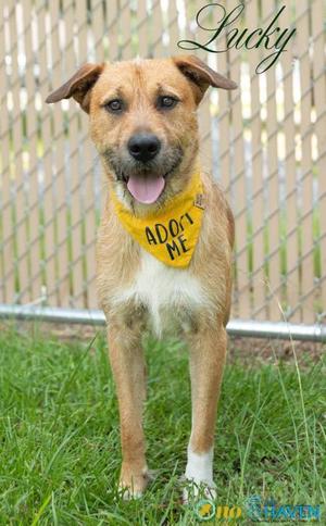 Lucky, Terrier / Mixed Breed, adult, available for adoption