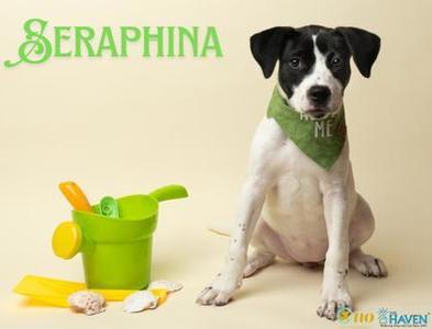 Seraphina, American Staffordshire Terrier / Mixed Breed, puppy, available for adoption