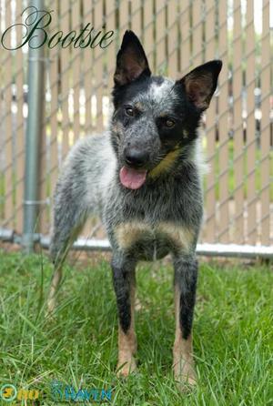Bootsie, Australian Cattle Dog / Blue Heeler / Mixed Breed, adult, available for adoption