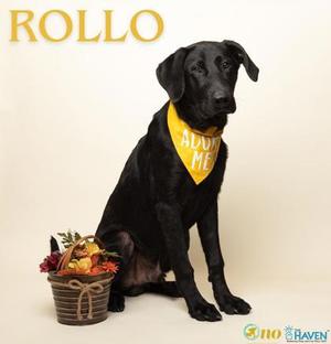 A black dog named Rollo wearing a yellow bandana that says "Adopt Me" is sitting next to a basket of flowers.