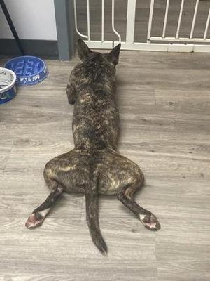 A brindle dog lying on its back on a wooden floor, with its legs spread out and its head turned away from the camera. A blue bowl is visible in the background.